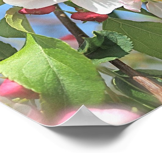 Apple Blossom Pink White Flowers Poster (Hoek)