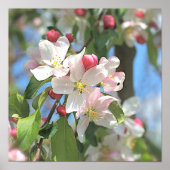 Apple Blossom Pink White Flowers Poster (Voorkant)