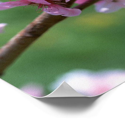 Apple Blossom Poster (Hoek)