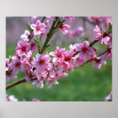Apple Blossom Poster (Voorkant)