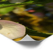 Apple blossom poster (Hoek)