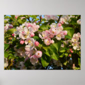Apple blossom poster (Voorkant)