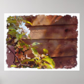 Apple Blossom Poster (Voorkant)