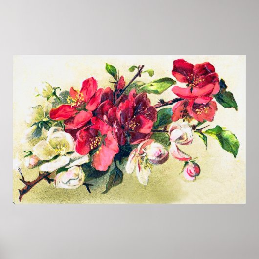 Apple Blossom Poster (Voorkant)