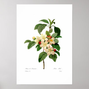 Apple blossom poster
