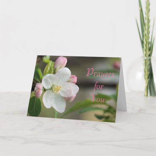 Apple Blossom Prayer card- or any occasion Feestdagen Kaart (Voorkant)