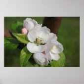 Apple Blossom Print 2 (Voorkant)