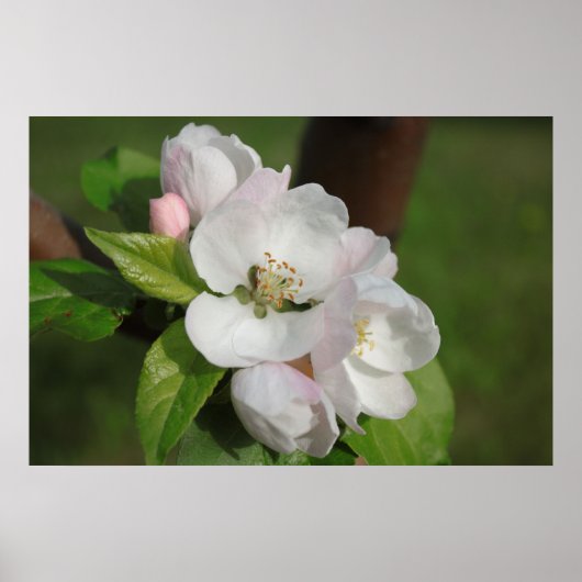 Apple Blossom Print 2 (Voorkant)