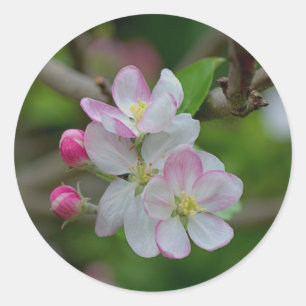 Apple Blossom Ronde Sticker