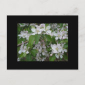 Apple Blossom slaat datum op Aankondigingskaart (Achterkant)