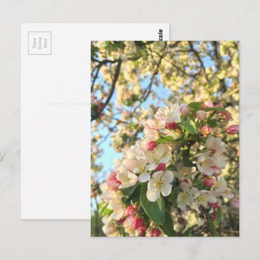 Apple Blossom Sunshine Briefkaart (Voorkant / Achterkant)