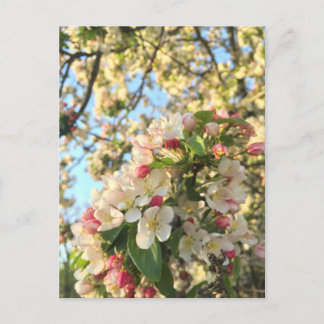 Apple Blossom Sunshine Briefkaart