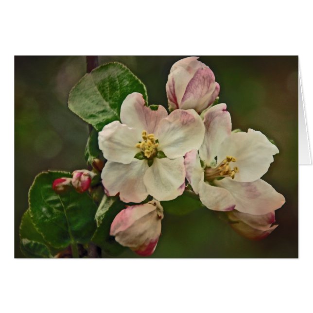Apple Blossom Time (Voorkant Horizontaal)