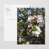 Apple Blossom Time Briefkaart (Voorkant / Achterkant)