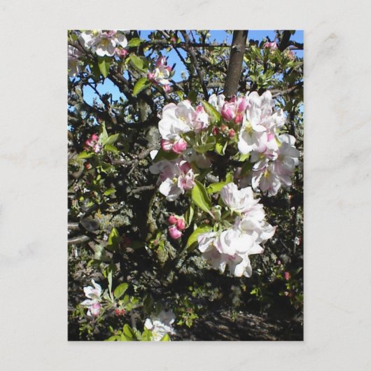 Apple Blossom Time Briefkaart (Voorkant)