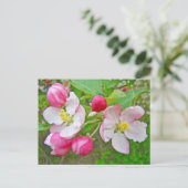 Apple Blossom Time Briefkaart (Staand voorkant)