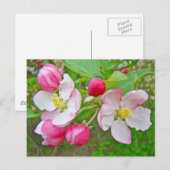 Apple Blossom Time Briefkaart (Voorkant / Achterkant)