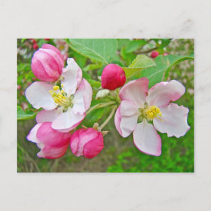 Apple Blossom Time Briefkaart