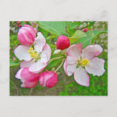 Apple Blossom Time Briefkaart (Voorkant)
