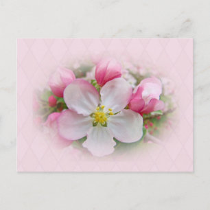 Apple Blossom Time Briefkaart