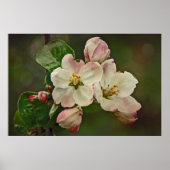 Apple Blossom Time Poster (Voorkant)