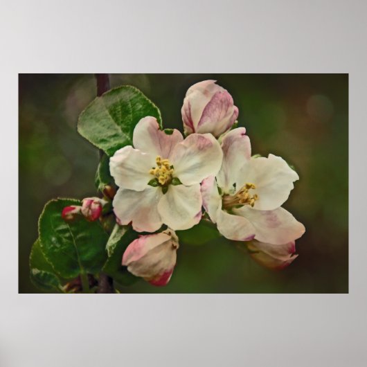 Apple Blossom Time Poster (Voorkant)