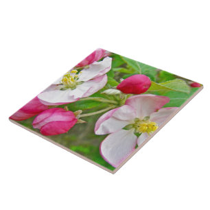 Apple Blossom Time Tegeltje