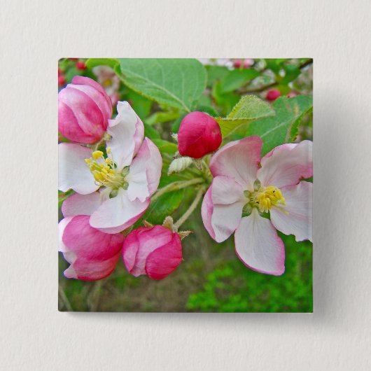 Apple Blossom Time Vierkante Button 5,1 Cm (Voorkant)