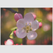 Apple Blossom Tissuepapier (Voorkant)