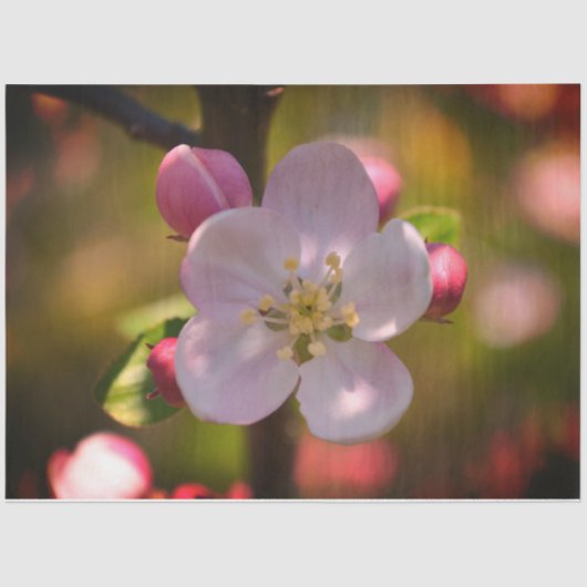 Apple Blossom Tissuepapier (Voorkant)
