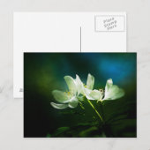 Apple Blossom - Twee bloemen Briefkaart (Voorkant / Achterkant)