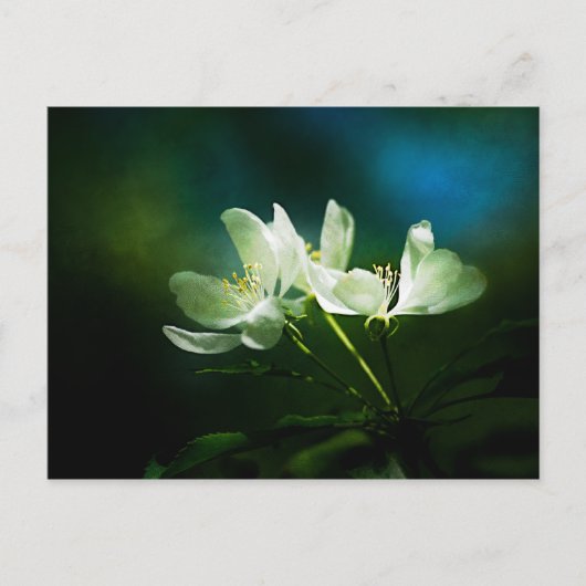 Apple Blossom - Twee bloemen Briefkaart (Voorkant)