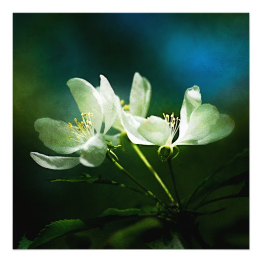 Apple Blossom - Twee bloemen Foto Afdruk (Voorkant)