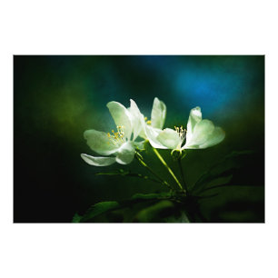 Apple Blossom - Twee bloemen Foto Afdruk