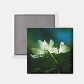 Apple Blossom - Twee bloemen Magneet (Voorkant / Achterkant)