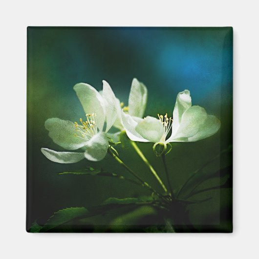 Apple Blossom - Twee bloemen Magneet (Voorkant)