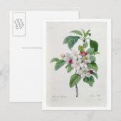 Apple Blossom uit 'Les Choix des Plus Belles' Briefkaart (Voorkant / Achterkant)
