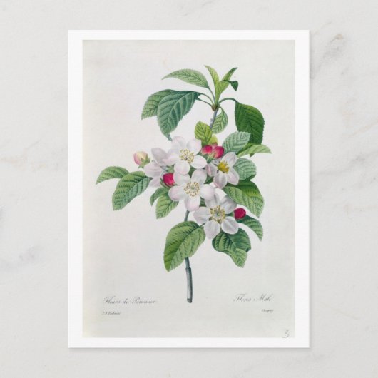 Apple Blossom uit 'Les Choix des Plus Belles' Briefkaart (Voorkant)