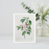 Apple Blossom uit 'Les Choix des Plus Belles' Briefkaart (Staand voorkant)