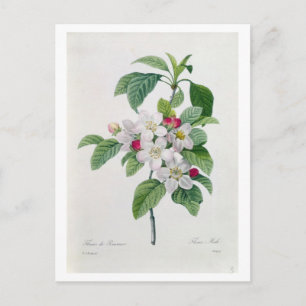 Apple Blossom uit 'Les Choix des Plus Belles' Briefkaart