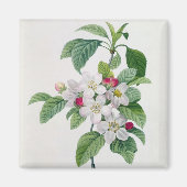 Apple Blossom uit 'Les Choix des Plus Belles' Magneet (Voorkant)