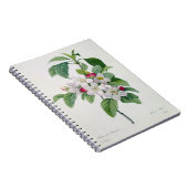 Apple Blossom uit 'Les Choix des Plus Belles' Notitieboek (Rechterzijde)