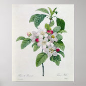 Apple Blossom uit 'Les Choix des Plus Belles' Poster (Voorkant)