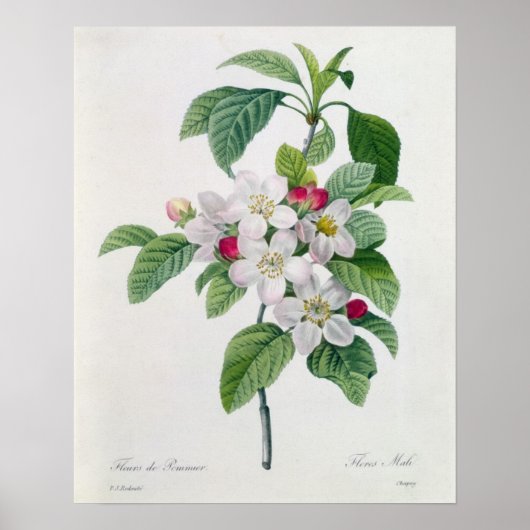 Apple Blossom uit 'Les Choix des Plus Belles' Poster (Voorkant)