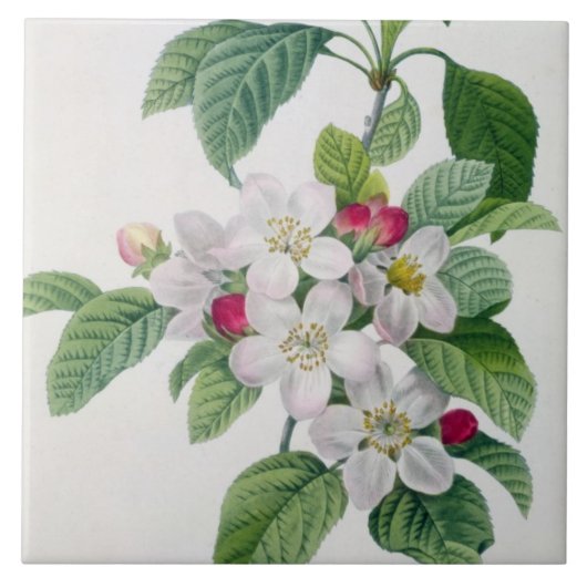 Apple Blossom uit 'Les Choix des Plus Belles' Tegeltje (Voorkant)