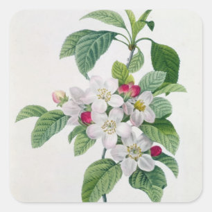 Apple Blossom uit 'Les Choix des Plus Belles' Vierkante Sticker