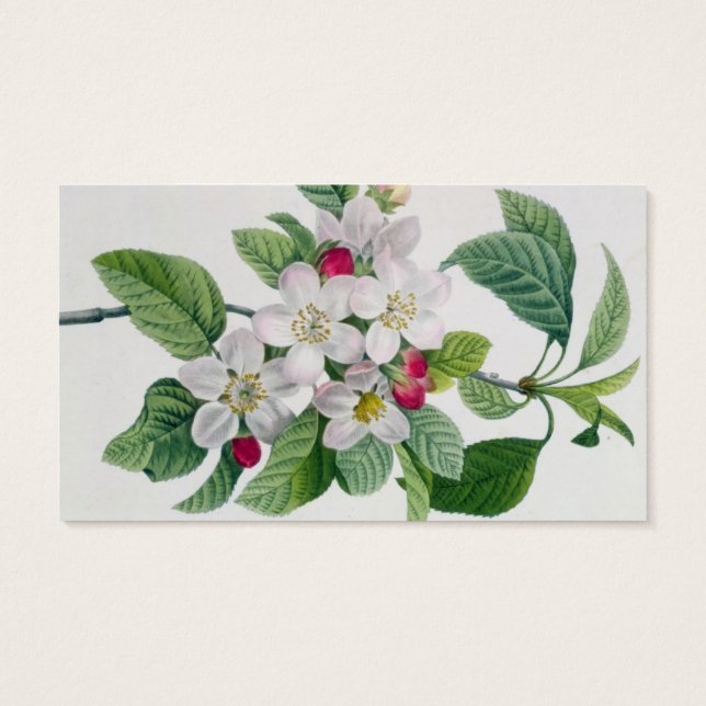 Apple Blossom uit 'Les Choix des Plus Belles' Visitekaartjes (Achterkant)