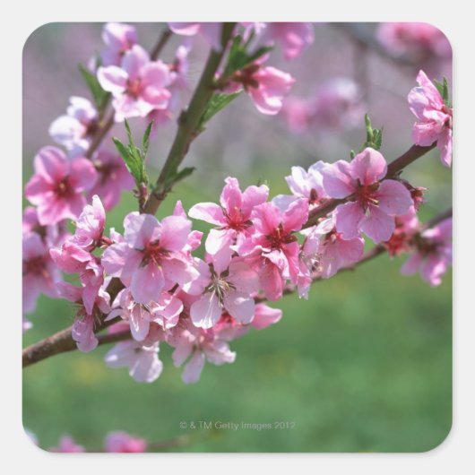 Apple Blossom Vierkante Sticker (Voorkant)