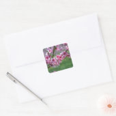 Apple Blossom Vierkante Sticker (Envelop)