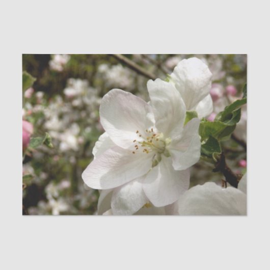 Apple Blossom-weefselpapier Tissuepapier (Voorkant)